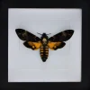 Acherontia atropos (doodshoofdvlinder) in luxe 3D lijst 17 x 17cm
