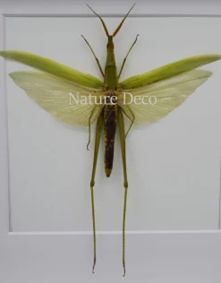 Acrida Cinerea (sprinkhaan) in luxe 3D lijst 17 x 17cm