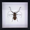 Acrocinus Longimanus (Harlekijnboktor) in luxe 3D lijst 22 x 22cm