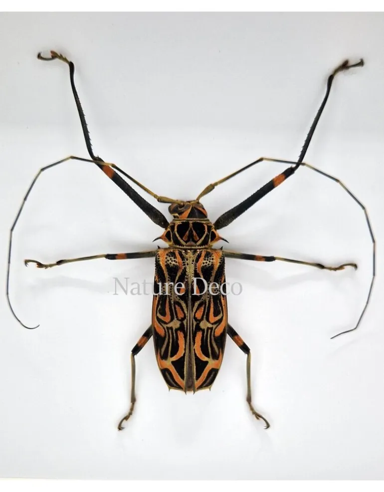 Acrocinus Longimanus (Harlekijnboktor) in luxe 3D lijst 22 x 22cm