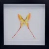 Actias Dubernardi man in luxe 3D lijst 22 x 22cm