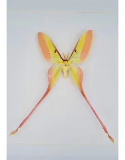 Actias Dubernardi man in luxe 3D lijst 22 x 22cm