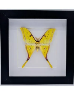 Actias Sinensis man in luxe 3D lijst 17 x 17cm