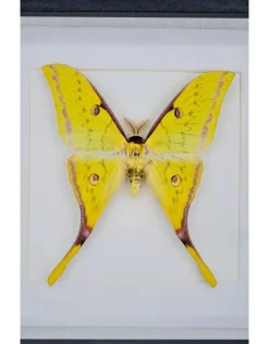 Actias Sinensis man in luxe 3D lijst 17 x 17cm