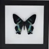 Alcides Oronotes in luxe 3D lijst 17 x 17cm