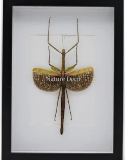 Anchiale Maculata (wandelende tak) in luxe 3D lijst 32 x 23,5cm