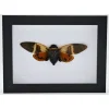 Angamiana Floridula (cicade) in luxe 3D lijst 20,3 x 15,3cm