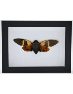 Angamiana Floridula (cicade) in luxe 3D lijst 20,3 x 15,3cm