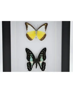 Appias Lyncida en Graphium Doson in luxe 3D lijst 20,3 x 15,3cm