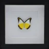 Appias Lyncida in luxe 3D lijst 17 x 17cm