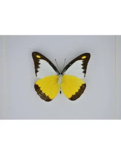Appias Lyncida in luxe 3D lijst 17 x 17cm