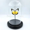 Appias Lyncida in stolp 11 x 16 cm