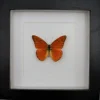 Appias Nero in luxe 3D lijst 17 x 17cm
