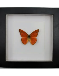 Appias Nero in luxe 3D lijst 17 x 17cm