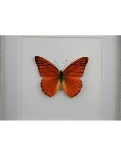 Appias Nero in luxe 3D lijst 17 x 17cm
