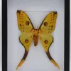 Argema Mittrei in luxe 3D lijst 32 x 23,5cm (vrouw)