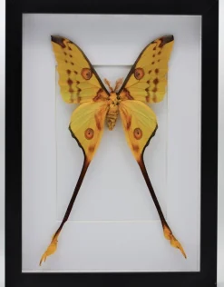 Argema Mittrei in luxe 3D lijst 32 x 23,5cm (man)