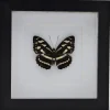 Athyma Nefte Subrata in luxe 3D lijst 17 x 17cm