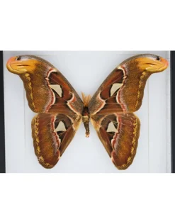 Attacus Atlas in luxe 3D lijst 22 x 22cm