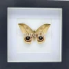 Automeris Dagmarae in luxe 3D lijst 17 x 17 cm