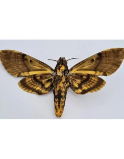 B keus Ongeprepareerde Acherontia Lachesis (Doodshoofdvlinder)