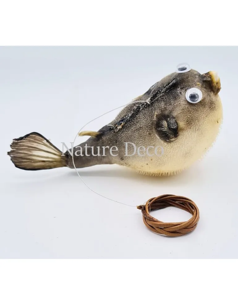Ballon vis (puffer fish)