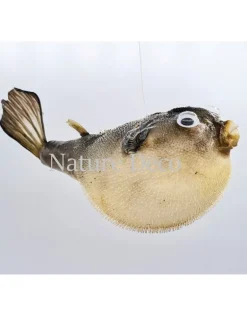 Ballon vis (puffer fish)