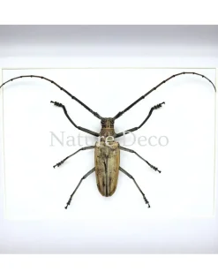 Batocera Hercules (boktor) in luxe 3D lijst 27 x 22 cm