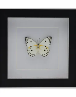 Belenois Calypso in luxe 3D lijst 17 x 17cm