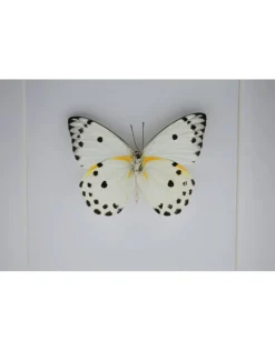 Belenois Calypso in luxe 3D lijst 17 x 17cm