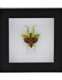 Bidsprinkhaan in luxe 3D lijst 12 x 12cm