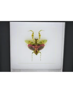 Bidsprinkhaan in luxe 3D lijst 12 x 12cm