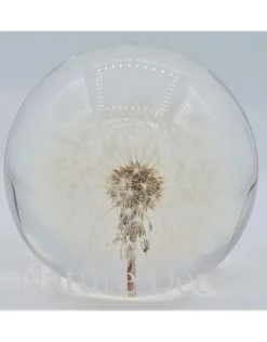 Blaasbloem in hars "globe"