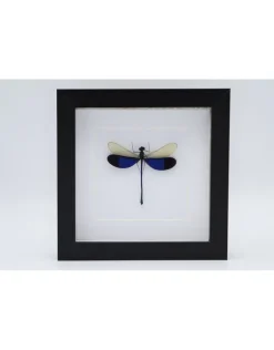 Blauwe libel in luxe 3D lijst 17 x 17cm