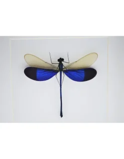 Blauwe libel in luxe 3D lijst 17 x 17cm