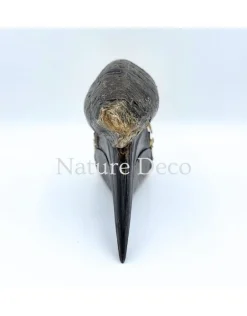 Blauwkeelneushoornvogel schedel #1 (Aceros cassidix)