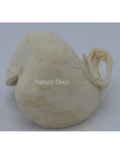 Boeddha noot gebleekt