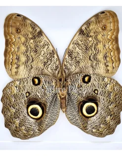 Caligo Eurilochus in luxe 3D lijst 22 x 22cm