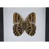 Caligo Telamonius (Uiloog vlinder) in luxe 3D lijst 22 x 22cm