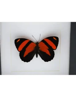 Callicore Cynosura bovenkant in luxe 3D lijst 12 x 12cm