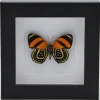 Callicore Cynosura onderkant in luxe 3D lijst 12 x 12cm