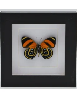 Callicore Cynosura onderkant in luxe 3D lijst 12 x 12cm