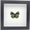 Callithea Leprieuri onderkant in luxe 3D lijst 17 x 17 cm