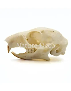 Callosciurus Notatus (eekhoorn) schedel 5 x 3 x 3 cm