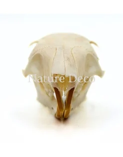 Callosciurus Notatus (eekhoorn) schedel 5 x 3 x 3 cm