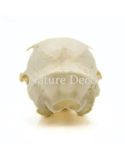 Callosciurus Notatus (eekhoorn) schedel 5 x 3 x 3 cm