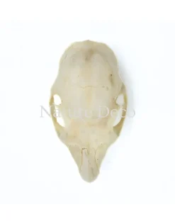 Callosciurus Notatus (eekhoorn) schedel 5 x 3 x 3 cm