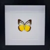 Cepora Aspasia luxe 3D lijst 17 x 17cm