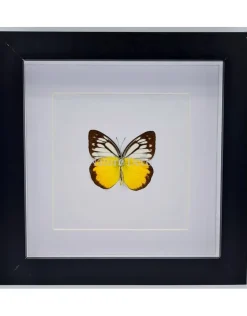 Cepora Aspasia luxe 3D lijst 17 x 17cm