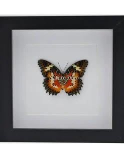 Cethosia Hypsea in luxe 3D lijst 17 x 17cm